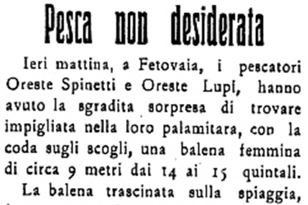 Pesca non desiderata